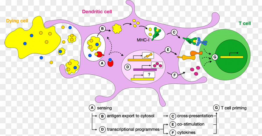 Intracellular Dendritic Cell Cross-presentation Priming T Antigen PNG
