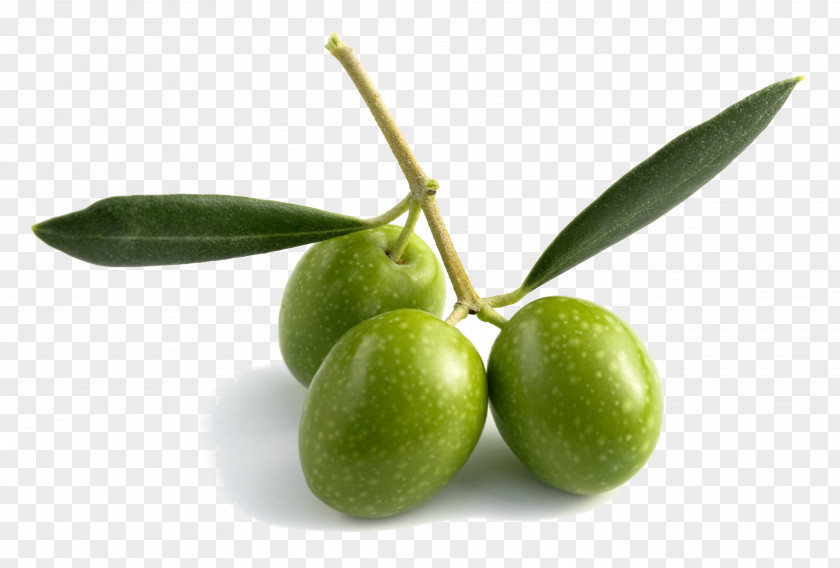 Olive Oil Leaf Fruit PNG