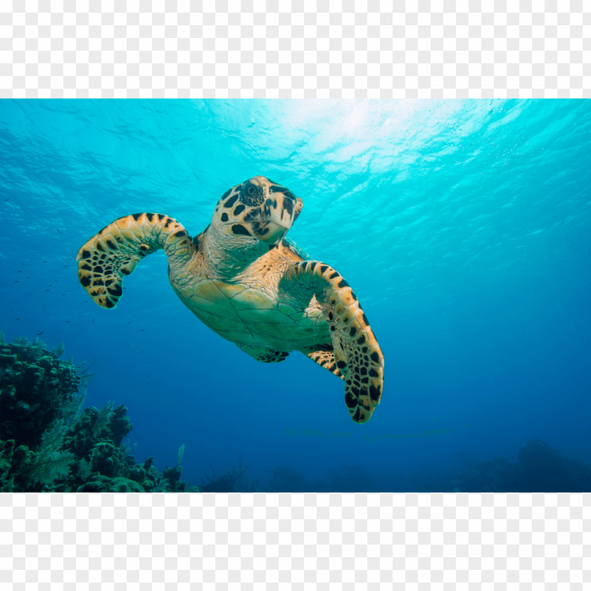 Watercolor Tortoise Loggerhead Sea Turtle Canvas Print Printing Hawksbill PNG