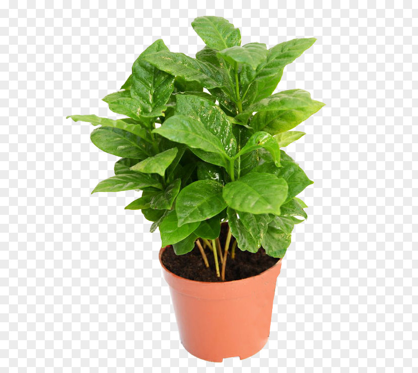 A Pot Of Coffee Tree Plant Material Coffea PNG
