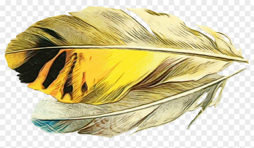 Feather PNG