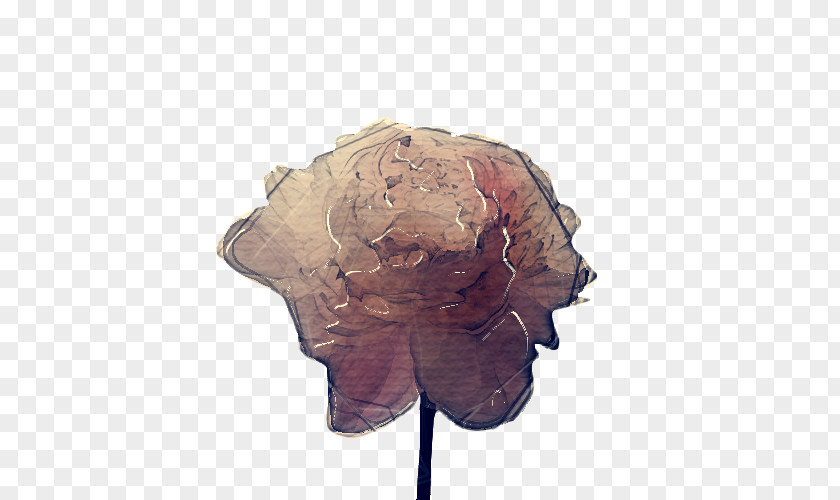 Hydrangea Flower Leaf Head Beige Headgear Tree PNG