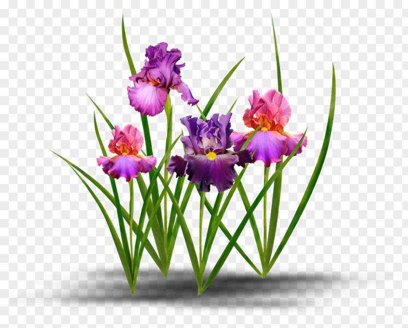 Iris Flower Blog Ve Clip Art PNG