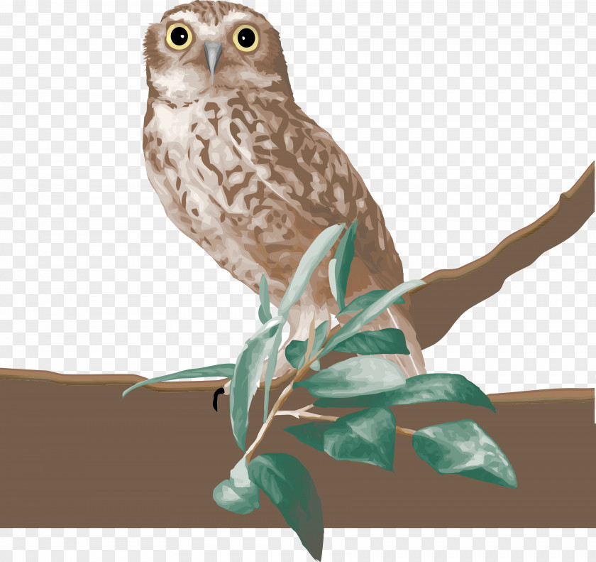 Pigeon Owl Bird Columbidae Clip Art PNG