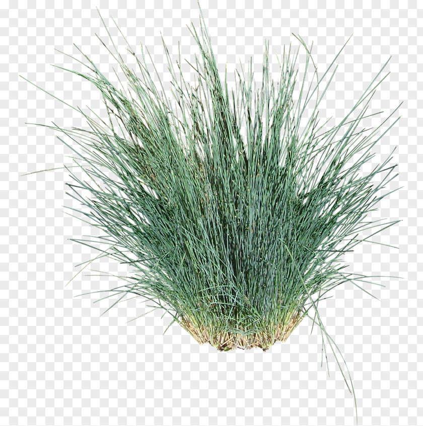 Plant Tussock Ornamental Grass Poa Poiformis Vetiver Bluegrass PNG