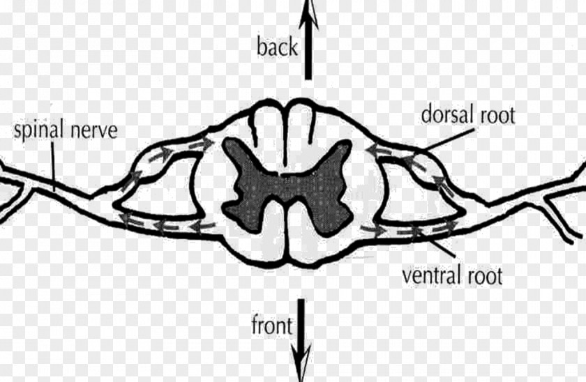 Somatic Nervous System Ventral Root Of Spinal Nerve Dorsal Cord Ganglion PNG