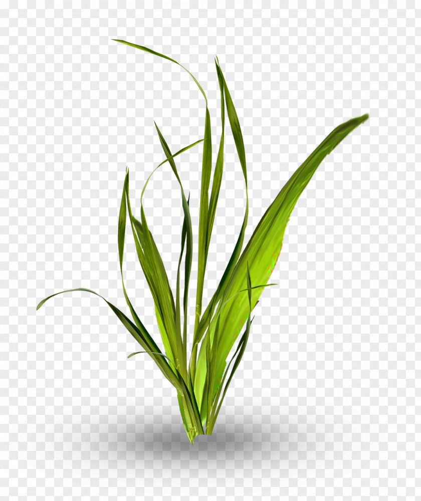 Leaf Grasses Image Plants PNG