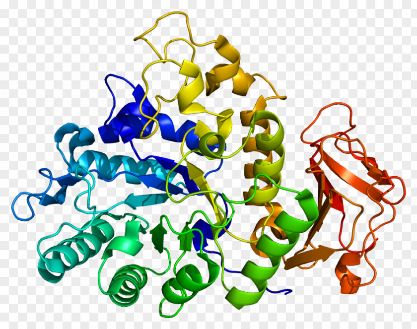 Melanosome SLC3A2 CD98 Solute Carrier Family SLC24A5 Protein PNG