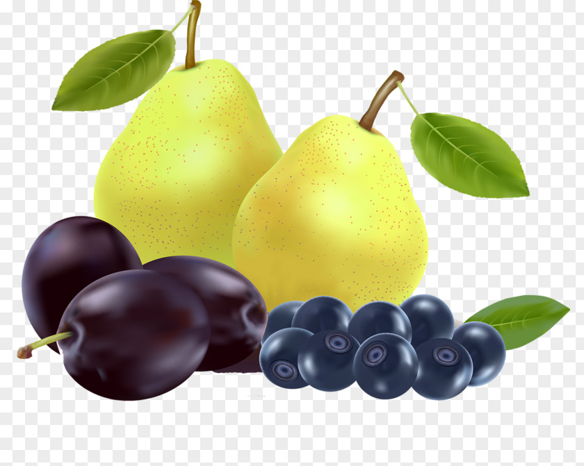Pear Fruit Euclidean Vector Illustration PNG