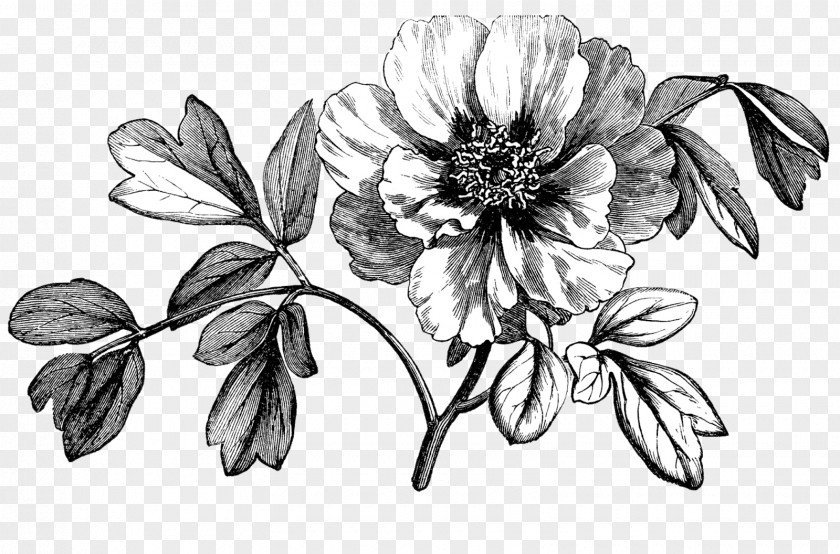 Peony Clip Art Image Botany Drawing PNG