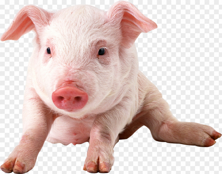 Pig Image Domestic Clip Art PNG