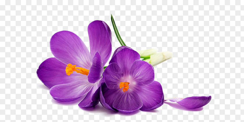 Purple Orchid Desktop Wallpaper Stock Photography Flower White Crocus Petal PNG