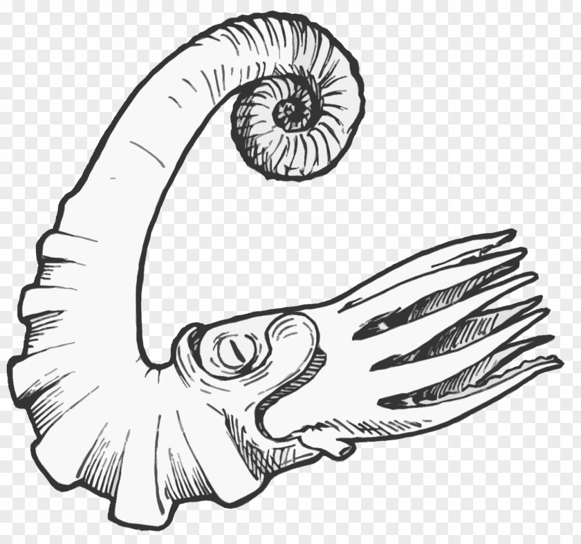 Trilobite Illustration Ammonites Fossil Cambrian And Ordovician [deposits Of Maryland PNG