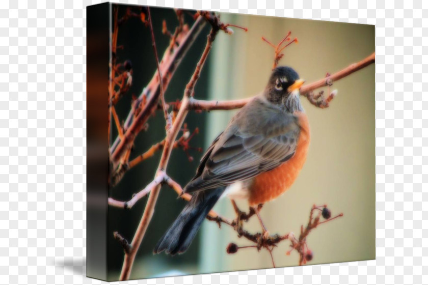 Feather Finches American Sparrows Beak Fauna PNG