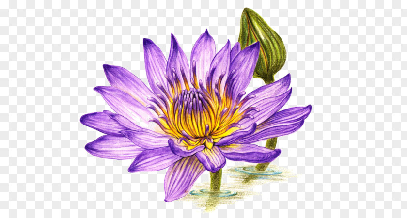 Purple Lotus Colored Pencil Drawing Watercolor Painting PNG