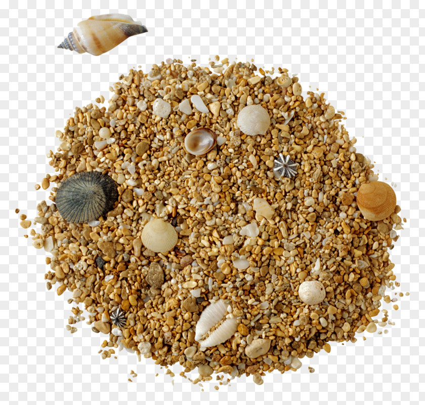 Shells In Sand Garfield & Co. #1: Fish To Fry Albom Clip Art PNG