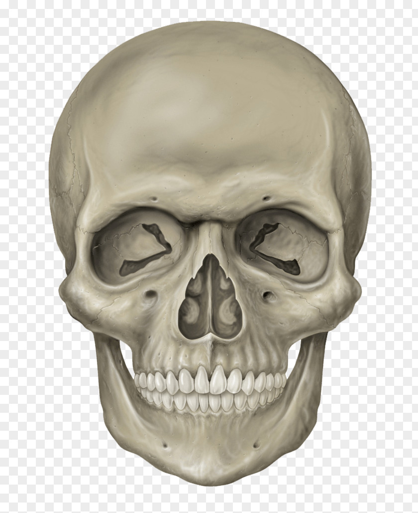 Skull Image Human Skeleton PNG