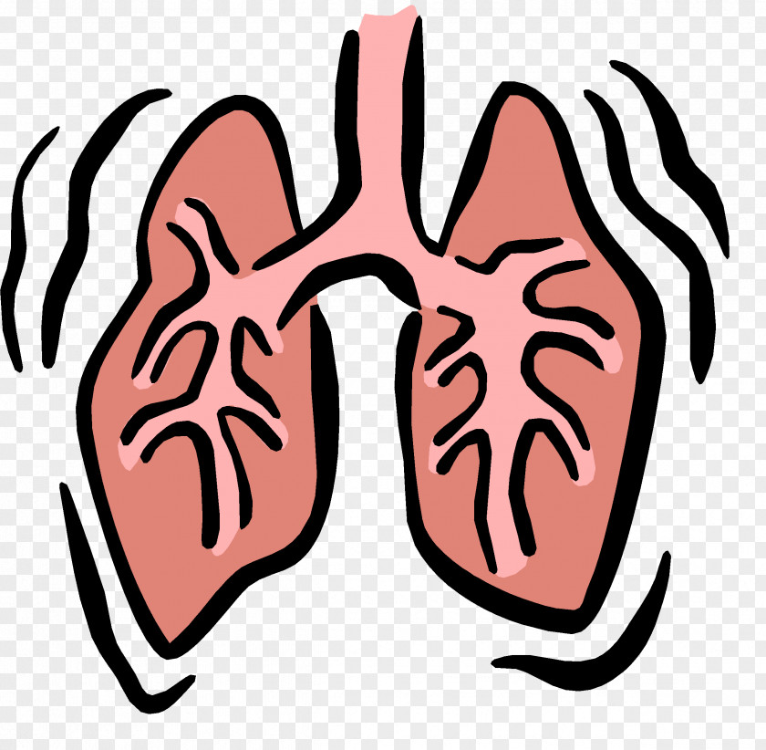 Small Lungs Cliparts Respiratory System Therapist Respiration Failure Clip Art PNG