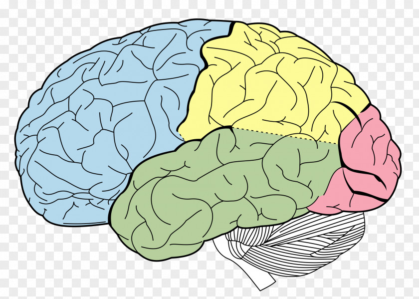 Brain Lobes Of The Occipital Lobe Frontal Parietal PNG