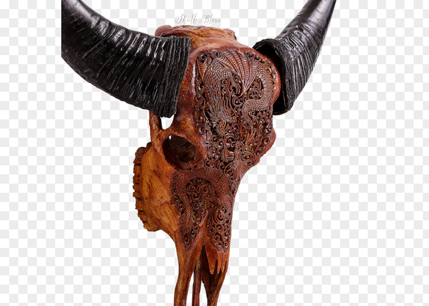 Buffalo Skull Bison Antiquus Horn Bone Cattle PNG
