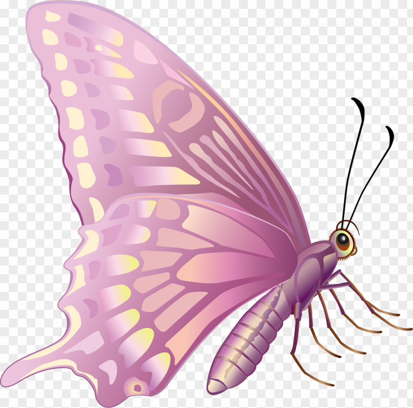 Butterfly Monarch Insect Moth Pollinator PNG