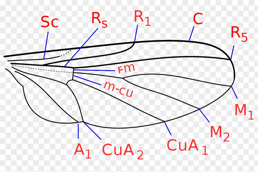 Fly Halteres Insect PNG