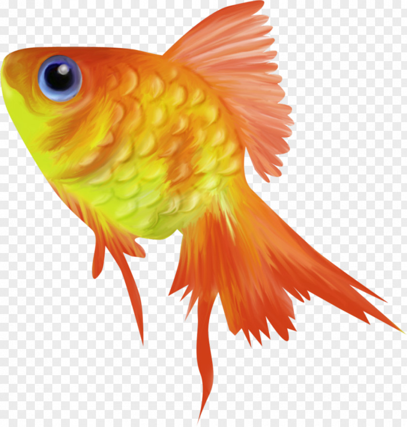 Animation Goldfish Clip Art PNG