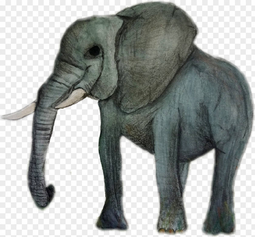 Australia Drawing Animals Indian Elephant African Animal PNG