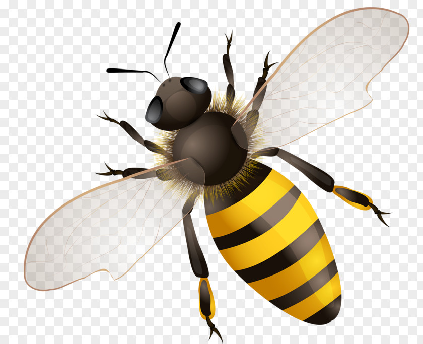 Bee Honey Hornet Vector Graphics Stock Photography PNG