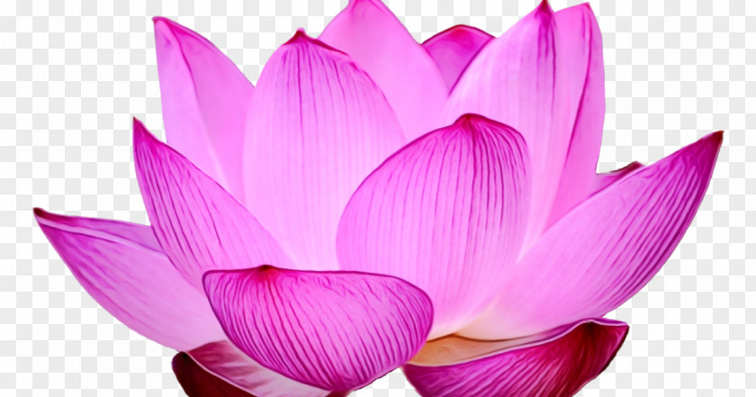 Magenta Plant Lotus PNG