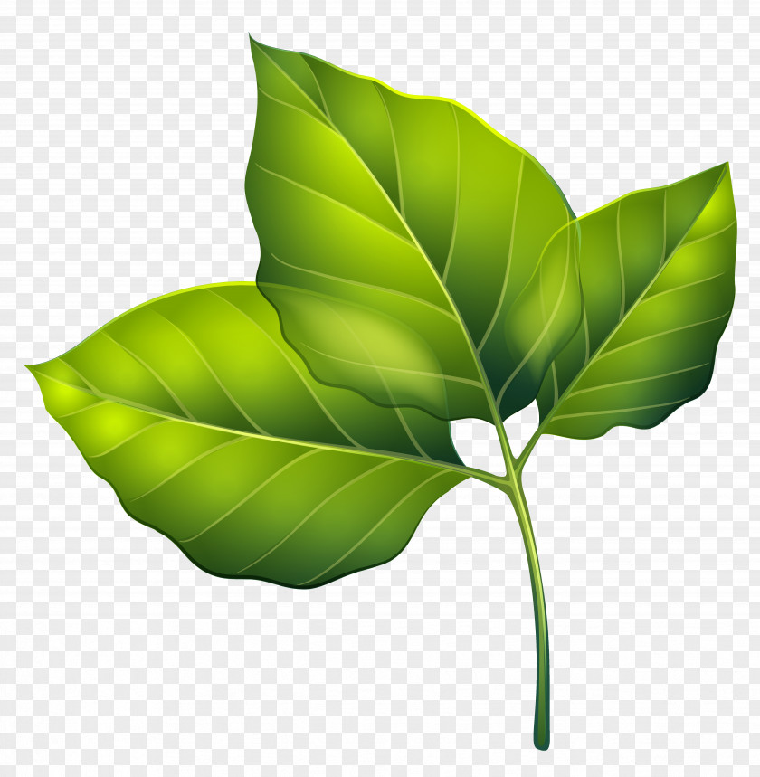 Three Green Leaves Clipart Image Leaf Clip Art PNG