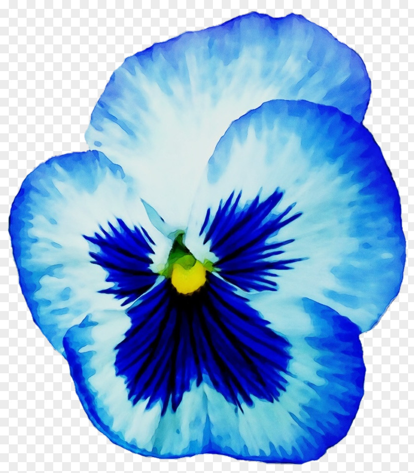 Violet Family Plant Blue Flower Petal Pansy Wild PNG