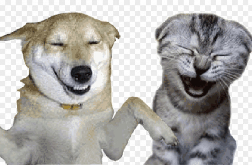 Cat GIF Image Blog Dog PNG