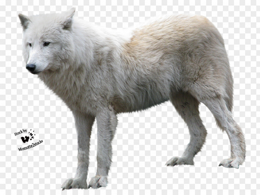 Wolf Arctic Clip Art PNG