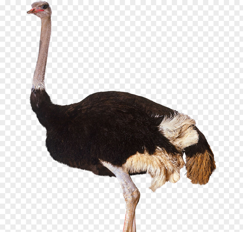 Bird Common Ostrich Clip Art PNG