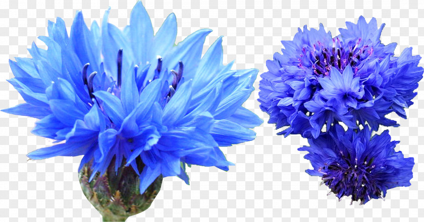 Cornflower Blue Indigo Dye PNG