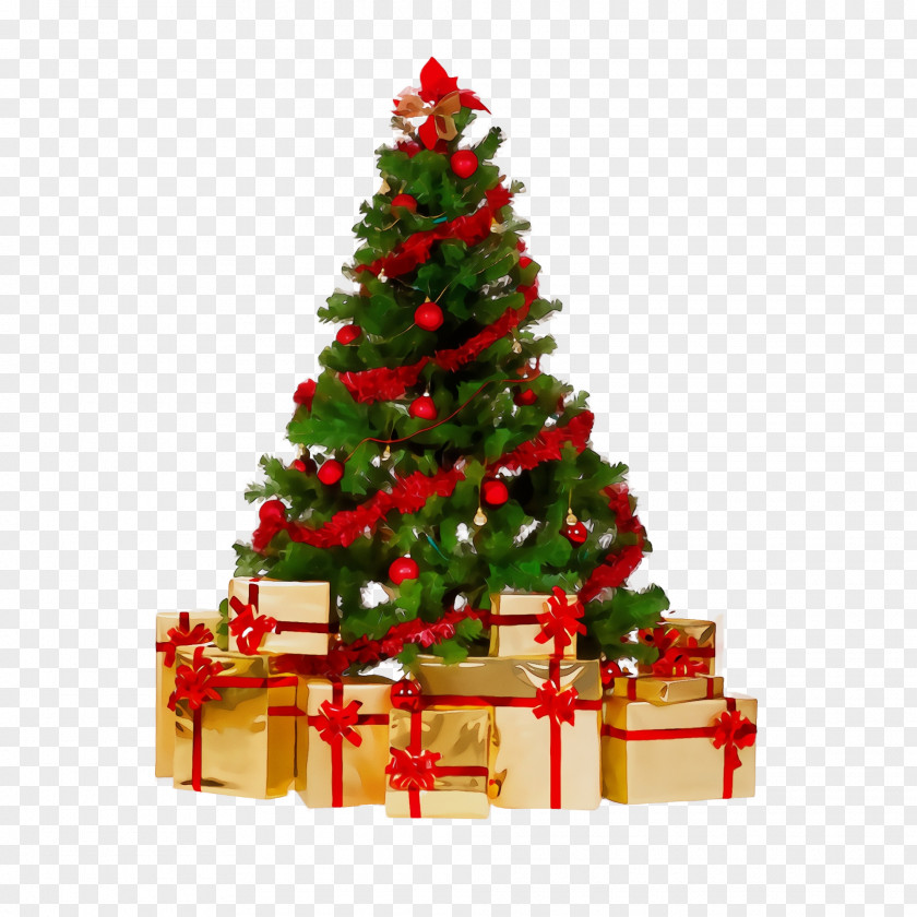 Fir Conifer Christmas Tree PNG