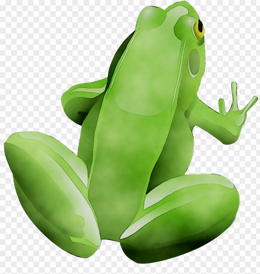 Frog Clip Art Vector Graphics Free Content PNG