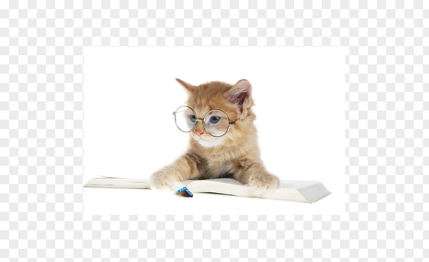 Kitten Desktop Wallpaper Feral Cat Abyssinian Eye Glasses PNG