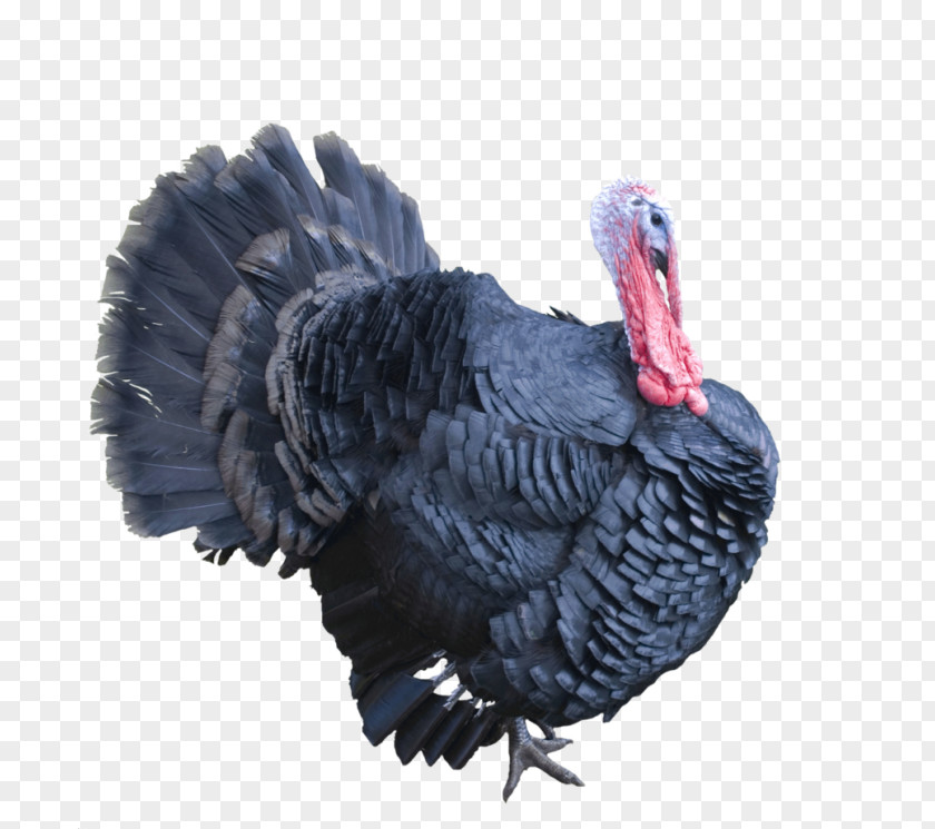 Meat Clipart Turkey Clip Art Image PNG