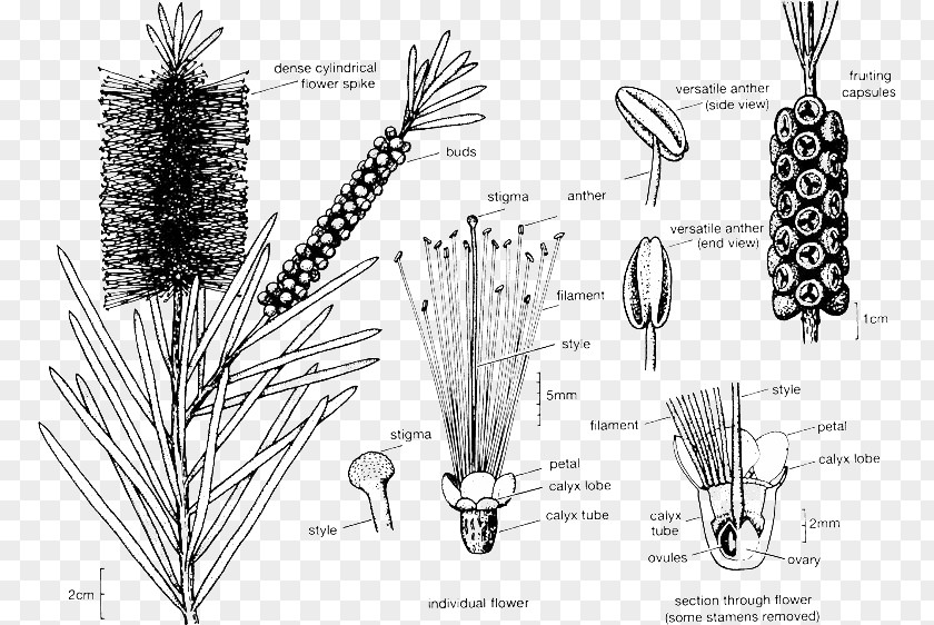 Pruning Melaleucas: Their Botany, Essential Oils And Uses Melaleuca Viminalis Citrina PNG