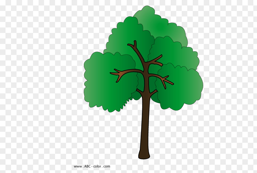 Tree Self-reflection Lesson Homo Sapiens Master Class PNG