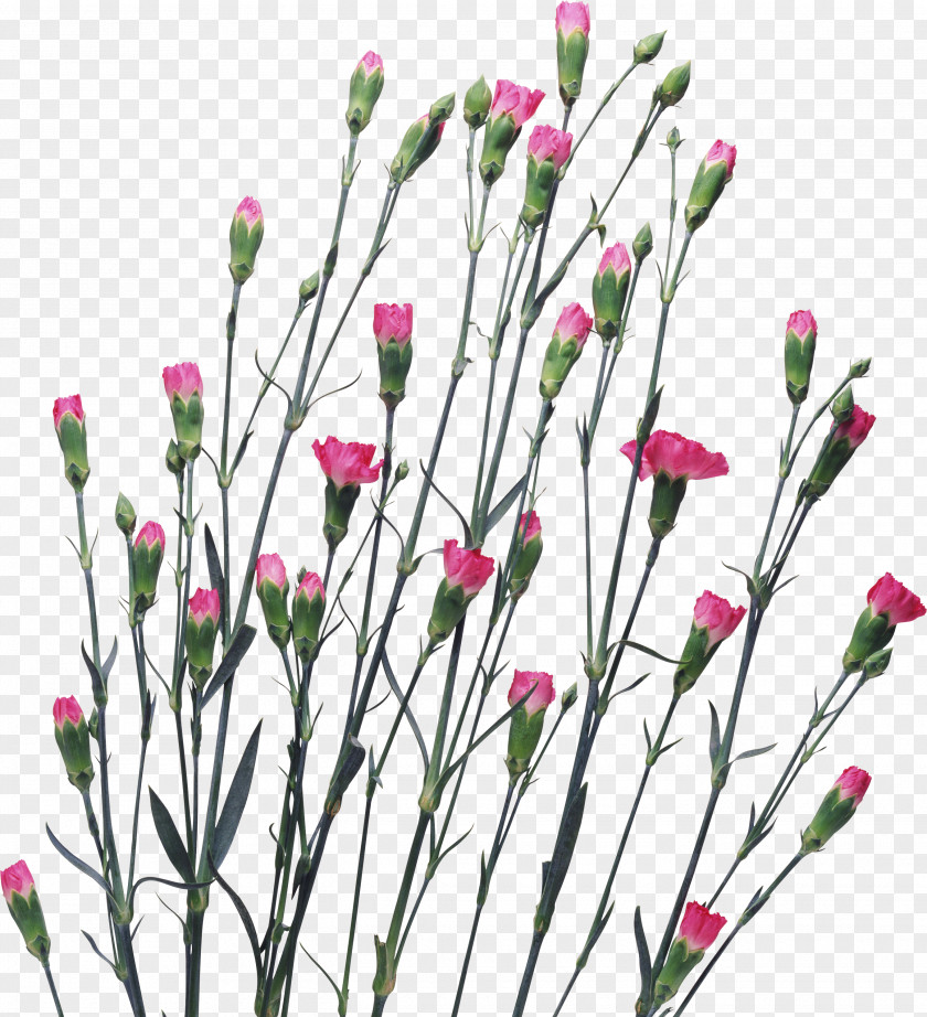 CARNATION Bunch-it-with-Country Carnation Flower Clip Art PNG