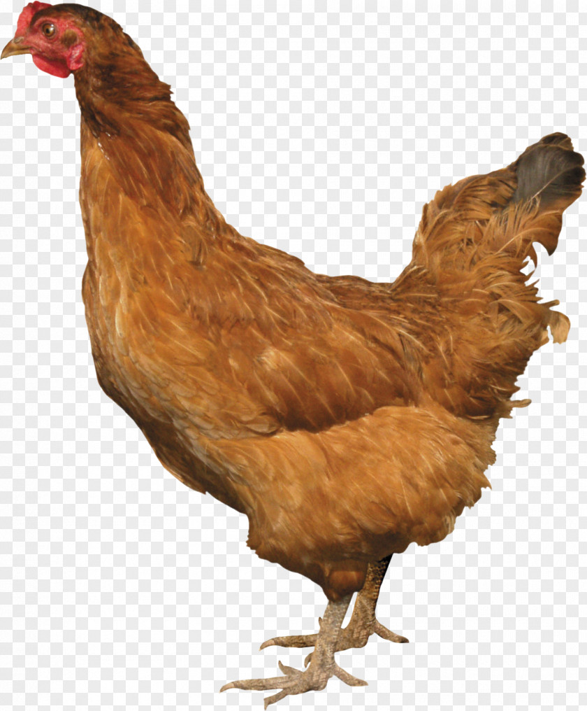 Chicken Image Silkie Clip Art PNG