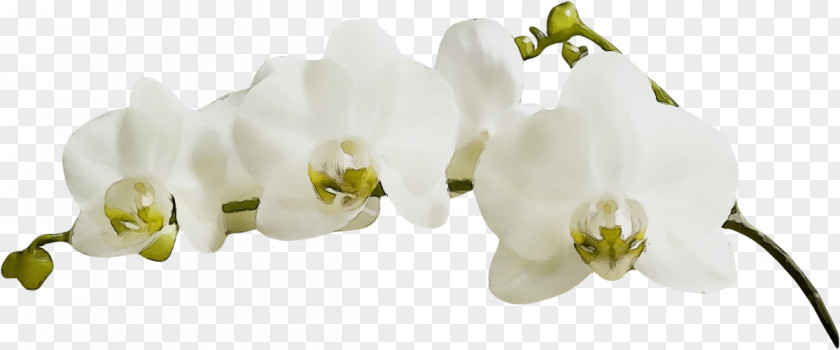 Fashion Accessory Dendrobium White Flower Plant Petal Moth Orchid PNG