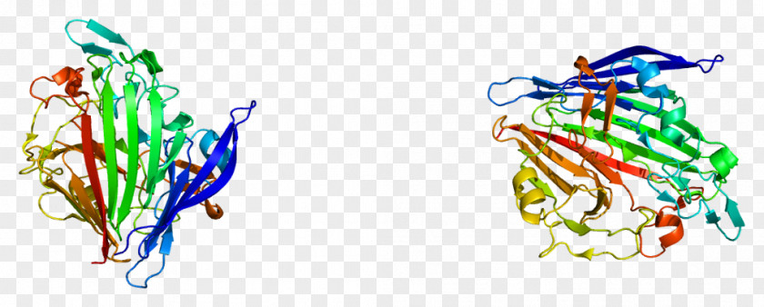 Galactose 1phosphate Mutarotase Aldose 1-epimerase Protein PNG