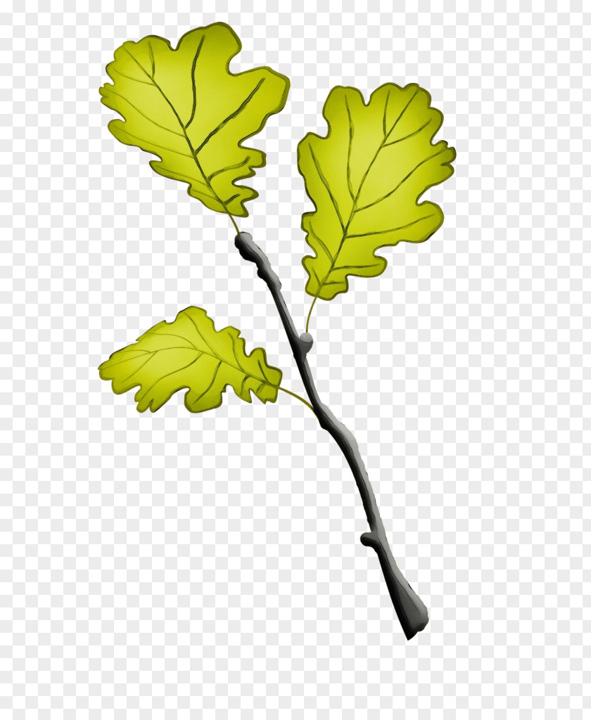 Leaf Plant Stem Twig Tree Fruit PNG