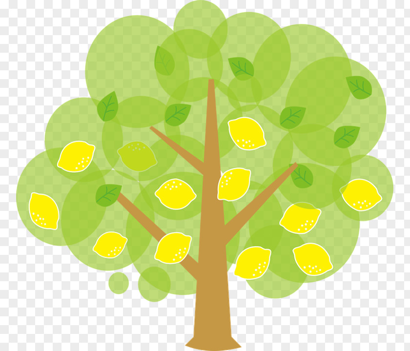 Lemon Key Lime Tree Clip Art PNG