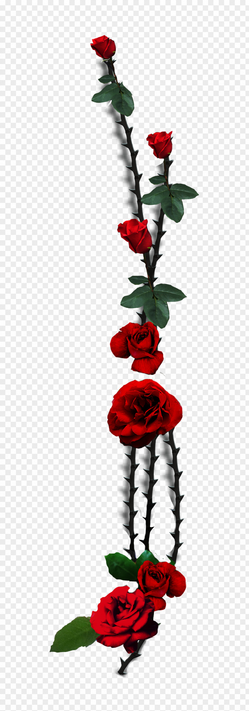 Rose Garden Roses Thorns, Spines, And Prickles Flower Floral Design PNG