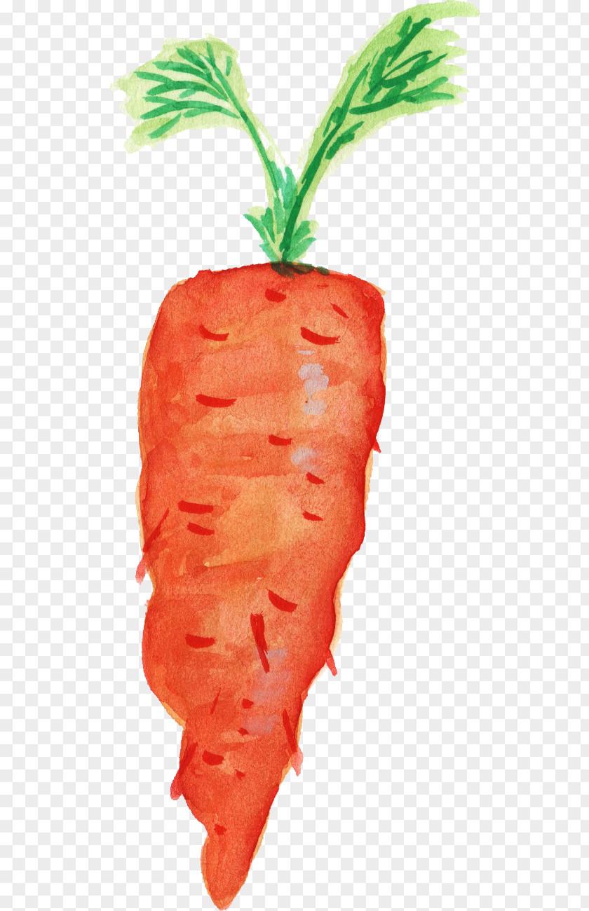 Watercolor Leaves Carrot Organic Food Transparent Vegetable PNG